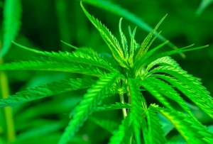 Una planta de cáñamo, cannabis, Cannabis sativa en la Naturaleza