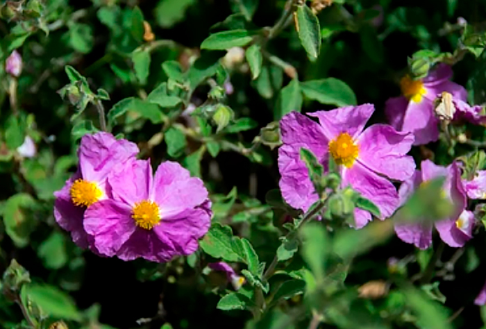 Imagen de la jara, variedad Cistus incanus, un ingrediente con beneficios para el tracto respiratorio